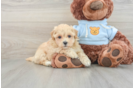 Maltipoo Puppy for Adoption