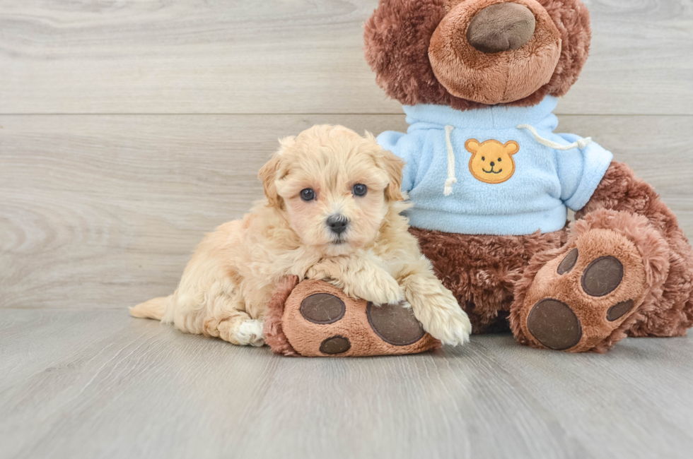 7 week old Maltipoo Puppy For Sale - Windy City Pups