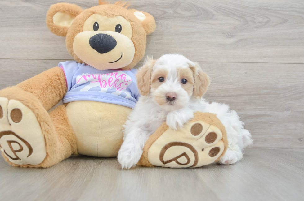5 week old Maltipoo Puppy For Sale - Windy City Pups