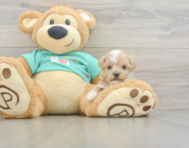8 week old Maltipoo Puppy For Sale - Windy City Pups