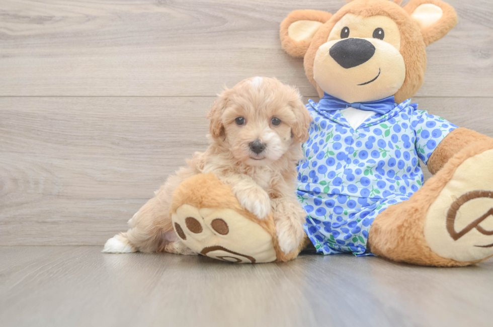 6 week old Maltipoo Puppy For Sale - Windy City Pups