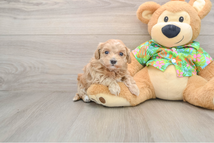 Maltipoo Pup Being Cute