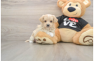 Hypoallergenic Moodle Poodle Mix Puppy