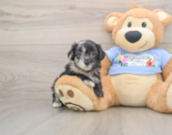 8 week old Maltipoo Puppy For Sale - Windy City Pups
