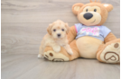 Funny Maltipoo Poodle Mix Pup