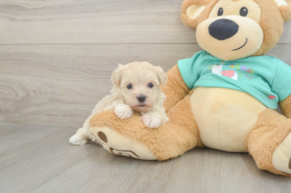 6 week old Maltipoo Puppy For Sale - Windy City Pups
