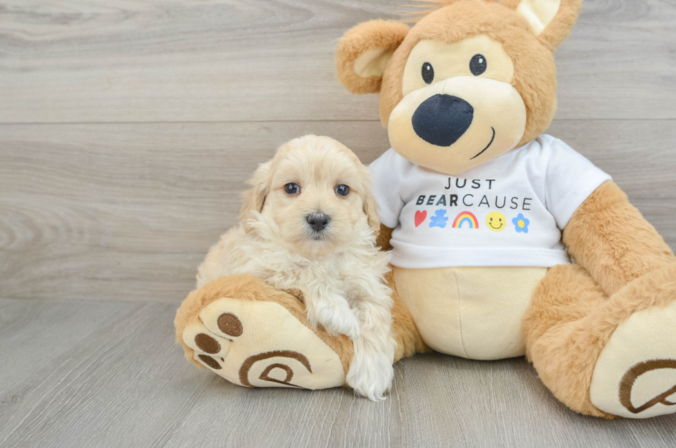 7 week old Maltipoo Puppy For Sale - Windy City Pups