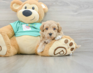 8 week old Maltipoo Puppy For Sale - Windy City Pups