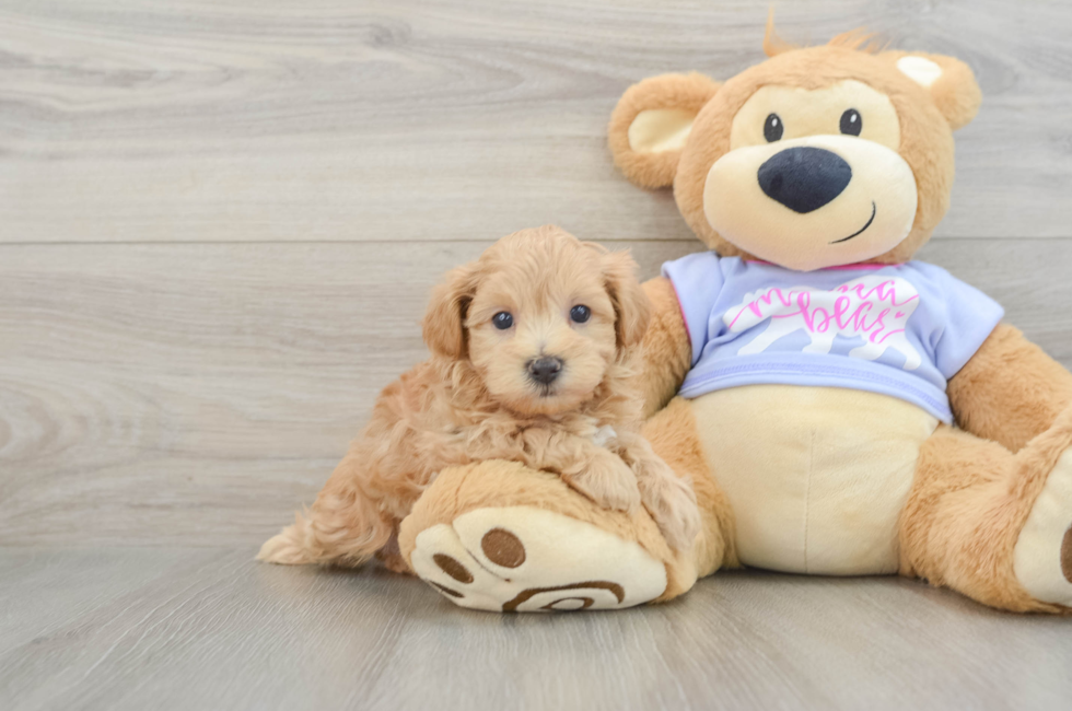 5 week old Maltipoo Puppy For Sale - Windy City Pups