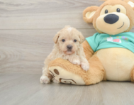 8 week old Maltipoo Puppy For Sale - Windy City Pups