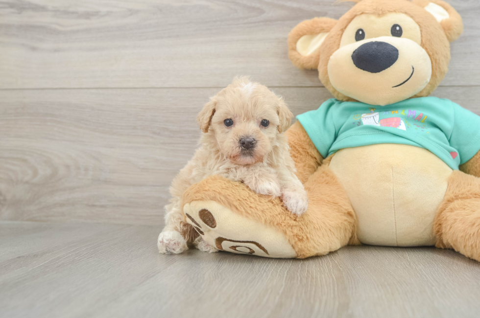 6 week old Maltipoo Puppy For Sale - Windy City Pups