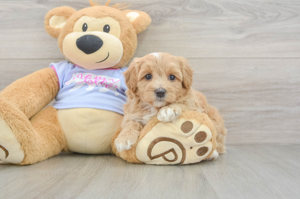 6 week old Maltipoo Puppy For Sale - Windy City Pups