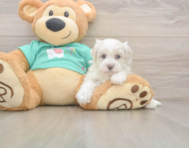 8 week old Maltipoo Puppy For Sale - Windy City Pups