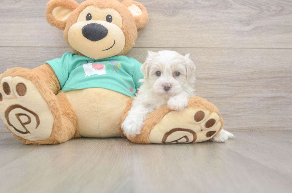 7 week old Maltipoo Puppy For Sale - Windy City Pups