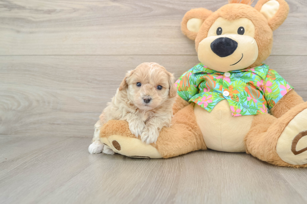 Small Maltipoo Baby