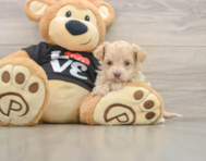 7 week old Maltipoo Puppy For Sale - Windy City Pups