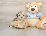 8 week old Maltipoo Puppy For Sale - Windy City Pups