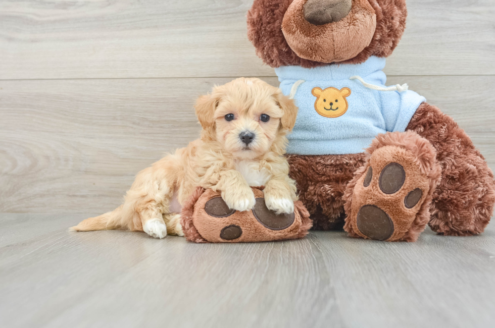 7 week old Maltipoo Puppy For Sale - Windy City Pups