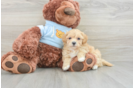 Best Maltipoo Baby