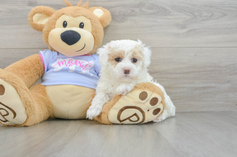 6 week old Maltipoo Puppy For Sale - Windy City Pups