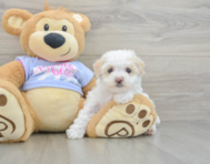 8 week old Maltipoo Puppy For Sale - Windy City Pups