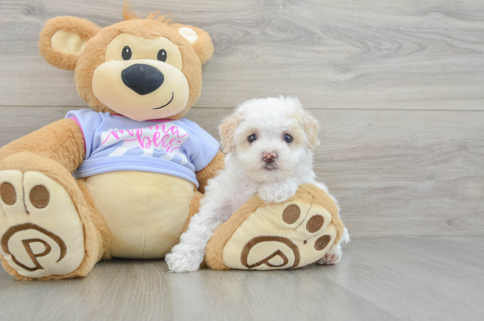 5 week old Maltipoo Puppy For Sale - Windy City Pups