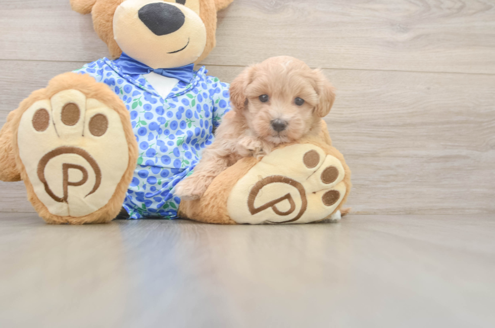6 week old Maltipoo Puppy For Sale - Windy City Pups
