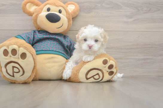 5 week old Maltipoo Puppy For Sale - Windy City Pups Maltipoo Puppy for Adoption