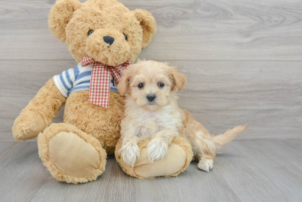 Fluffy Maltipoo Poodle Mix Pup