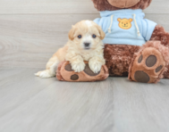 9 week old Maltipoo Puppy For Sale - Windy City Pups