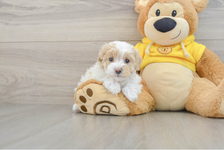 Friendly Maltipoo Baby