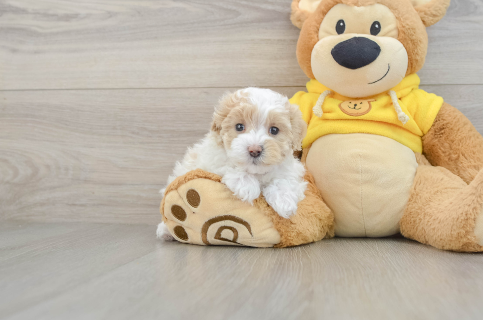 5 week old Maltipoo Puppy For Sale - Windy City Pups