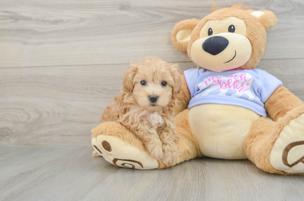 5 week old Maltipoo Puppy For Sale - Windy City Pups