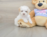8 week old Maltipoo Puppy For Sale - Windy City Pups