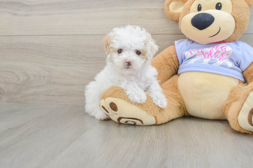 5 week old Maltipoo Puppy For Sale - Windy City Pups