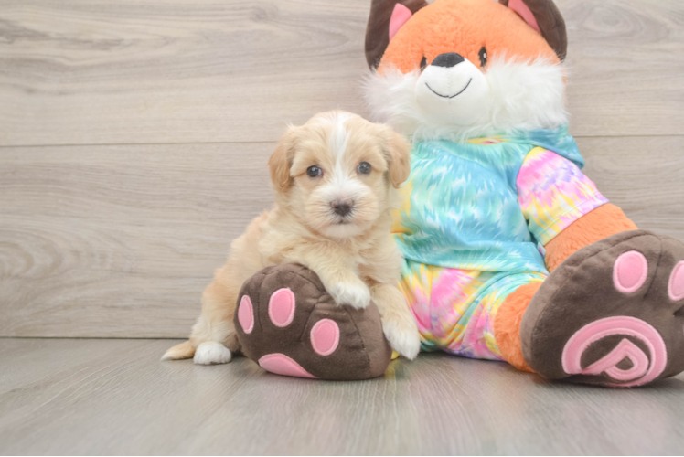 Maltipoo Pup Being Cute