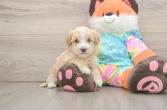 Maltipoo Pup Being Cute