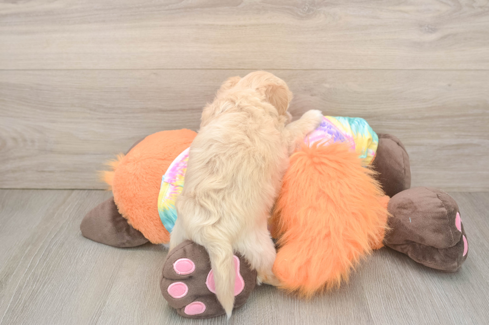Happy Maltipoo Baby
