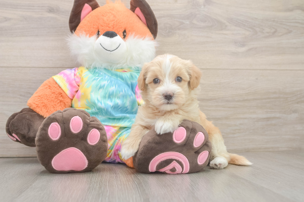Best Maltipoo Baby
