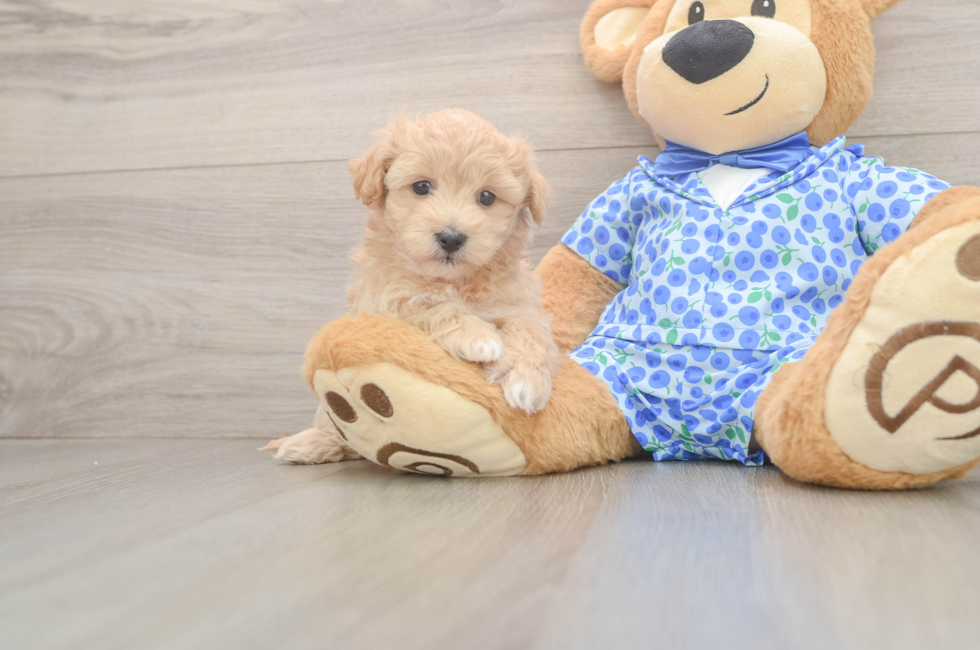6 week old Maltipoo Puppy For Sale - Windy City Pups