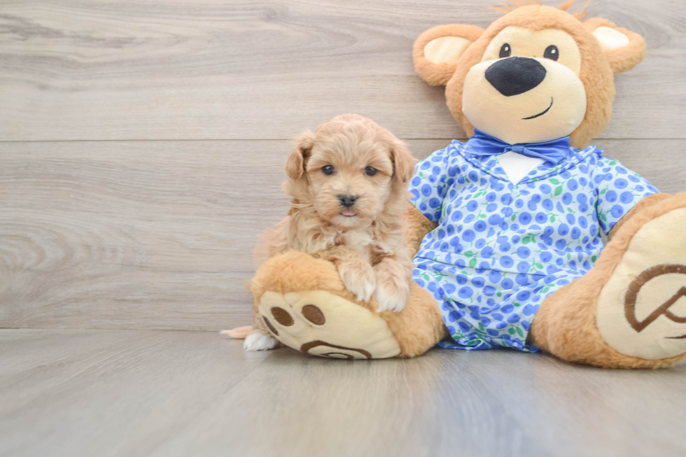 Maltipoo Puppy for Adoption
