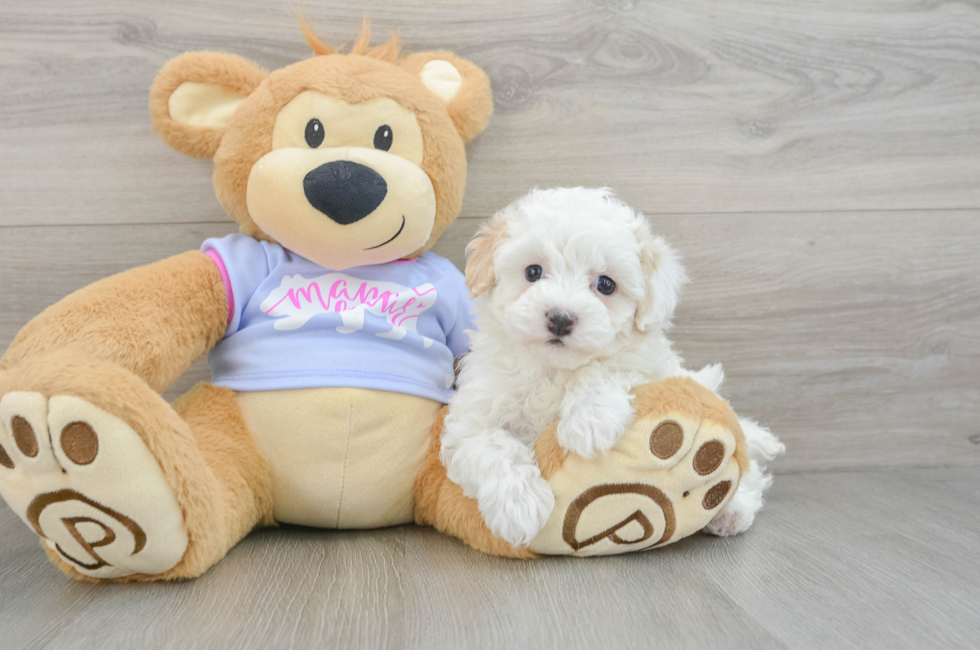 6 week old Maltipoo Puppy For Sale - Windy City Pups