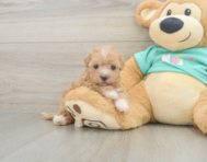 8 week old Maltipoo Puppy For Sale - Windy City Pups