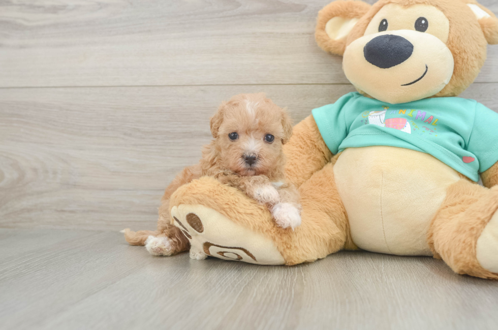 6 week old Maltipoo Puppy For Sale - Windy City Pups