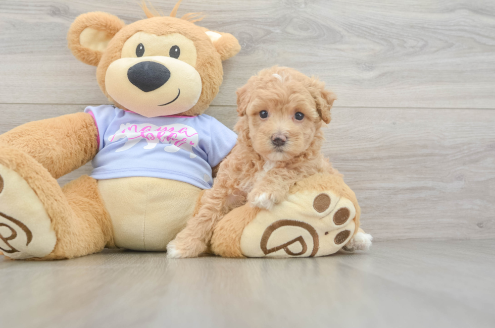 6 week old Maltipoo Puppy For Sale - Windy City Pups