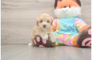 Happy Maltipoo Baby
