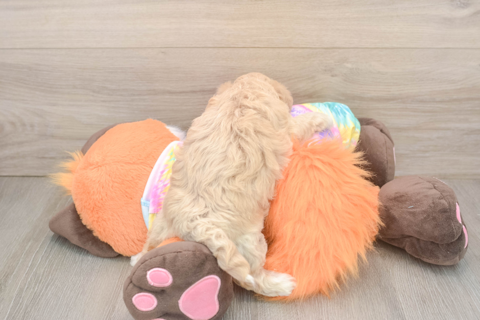 Best Maltipoo Baby
