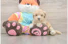 Maltipoo Pup Being Cute