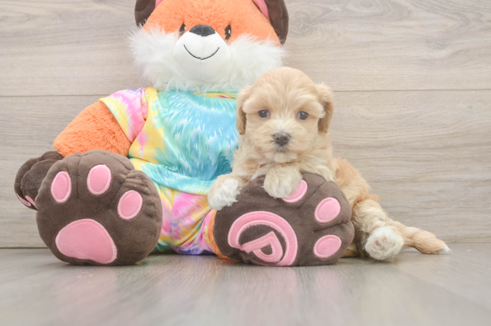 5 week old Maltipoo Puppy For Sale - Windy City Pups