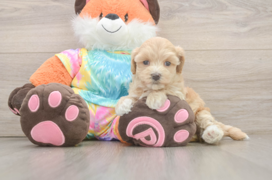 Maltipoo Pup Being Cute